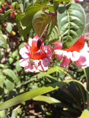 Eristalis tenax