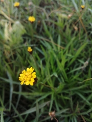 Tridax coronopifolia