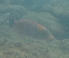 Halichoeres dispilus