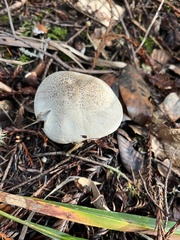 Tricholoma pardinum