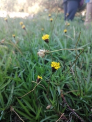 Tridax coronopifolia