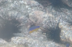 Stegastes flavilatus