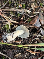 Tricholoma pardinum
