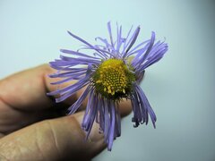 Erigeron peregrinus