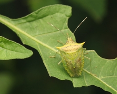 Arvelius albopunctatus
