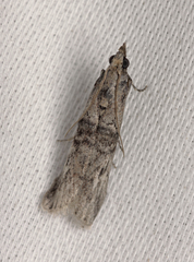 Nephopterix angustella
