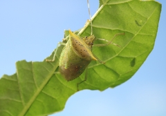 Arvelius albopunctatus