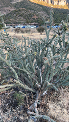 Cylindropuntia