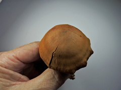 Cortinarius cinnamomeus