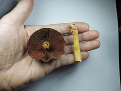 Cortinarius cinnamomeus