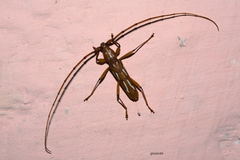 Eurymerus eburioides