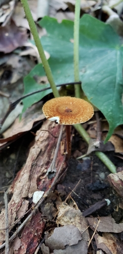 Collybia zonata image