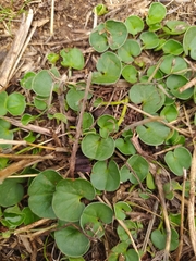 Dichondra micrantha