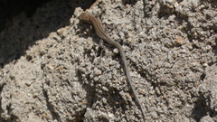 Podarcis guadarramae guadarramae