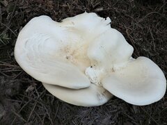 Leucopaxillus albissimus