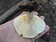 Leucopaxillus albissimus