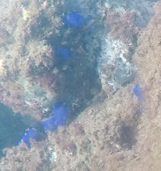 Rhopalaea