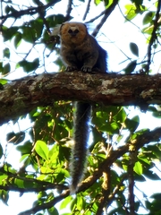 Callithrix flaviceps