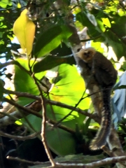 Callithrix flaviceps