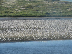 Sterna hirundo hirundo