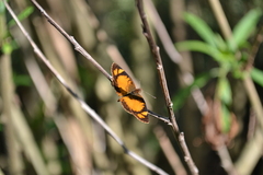 Tegosa