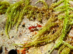 Chelaner antarcticus