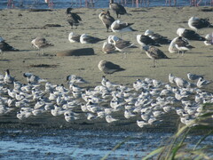 Sterna hirundo hirundo