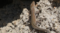 Podarcis guadarramae guadarramae