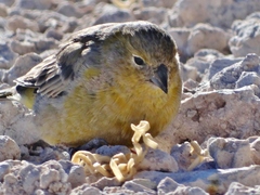 Sicalis uropygialis