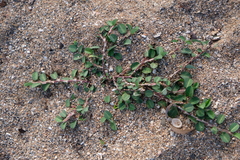 Alysicarpus vaginalis