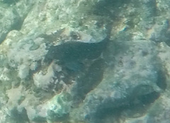 Ophioblennius steindachneri