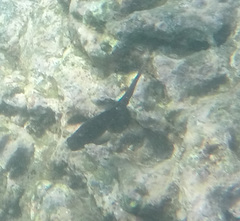 Ophioblennius steindachneri