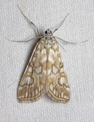 Elophila nymphaeata