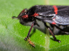 Crematogaster sumichrasti