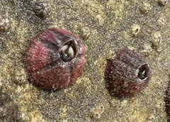 Megabalanus