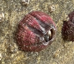 Megabalanus