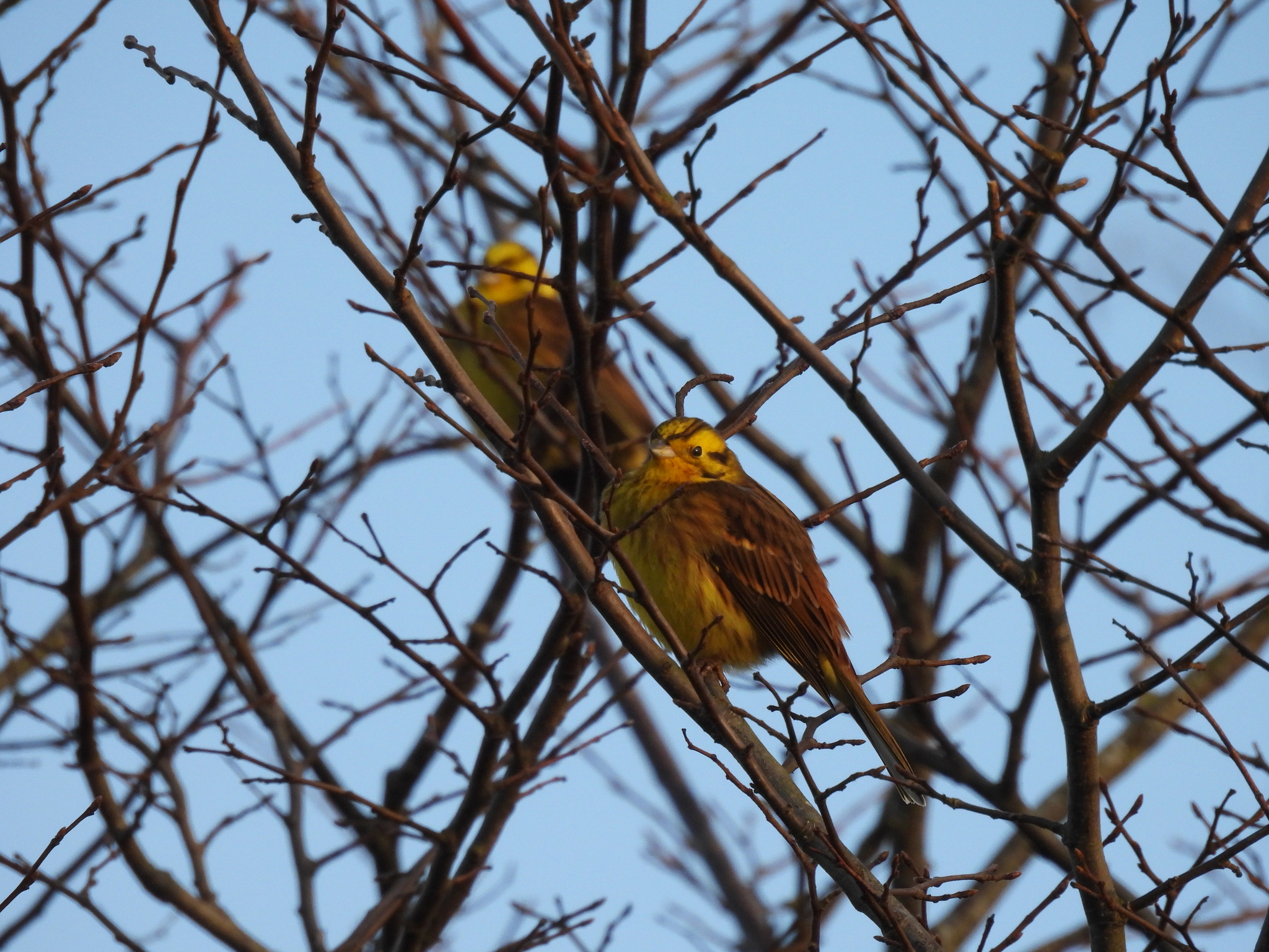 Yellowhammer