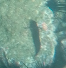 Ophioblennius steindachneri