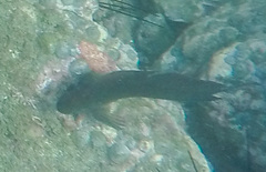 Ophioblennius steindachneri