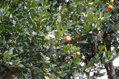 Citrus × microcarpa