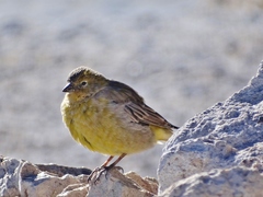 Sicalis uropygialis