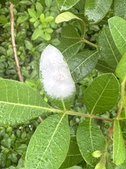 Cyrtophora citricola