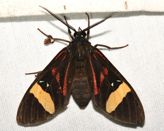Histioea proserpina