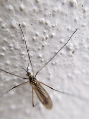Nephrotoma appendiculata