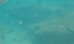 Prionurus laticlavius