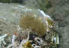 Bunodeopsis strumosa