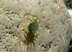 Actinia striata