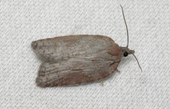Acleris sparsana