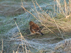 Linaria flavirostris