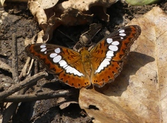 Moduza procris undifragus